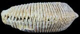 Cretaceous Fossil Oyster (Rastellum) - Madagascar #49873-1